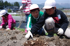 ユリの球根を植えている児童の様子